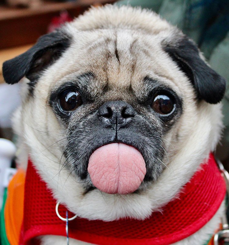 Victor Central Vet Clinic Gallery Image