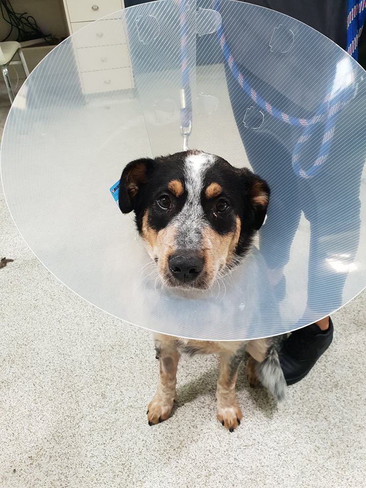 Victor Central Vet Clinic Gallery Image