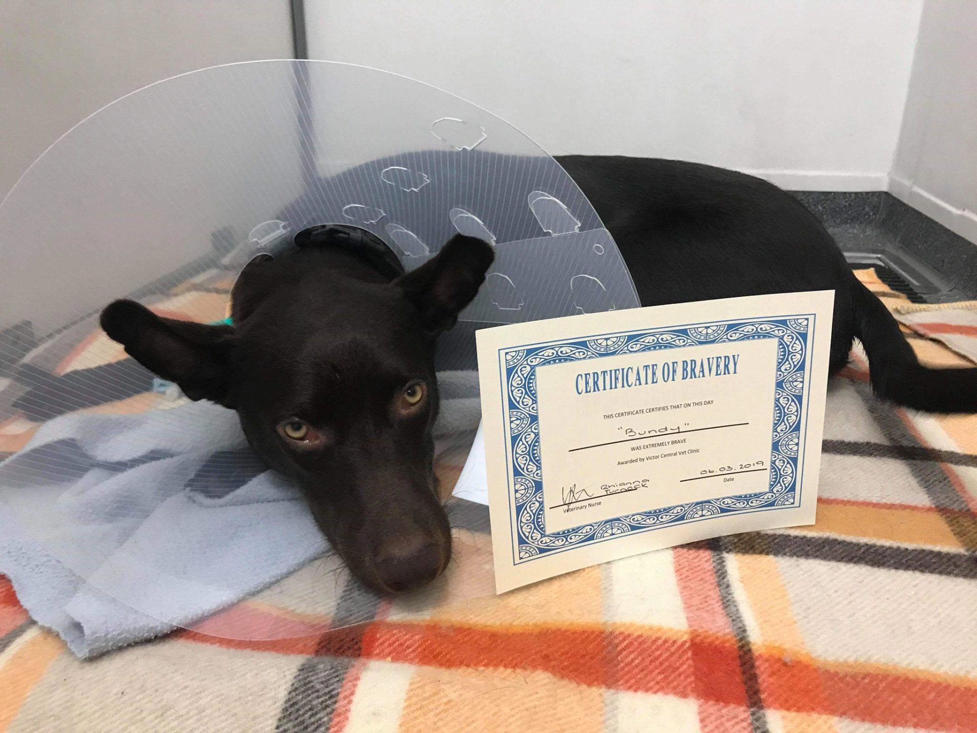 Victor Central Vet Clinic Gallery Image