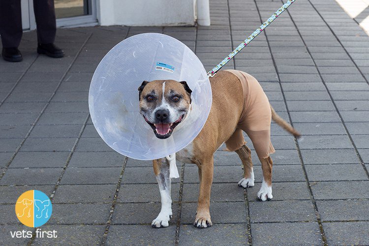 Victor Central Vet Clinic Gallery Image