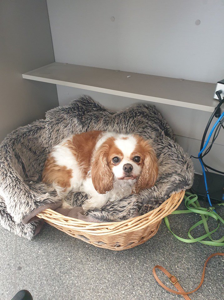 Victor Central Vet Clinic Gallery Image