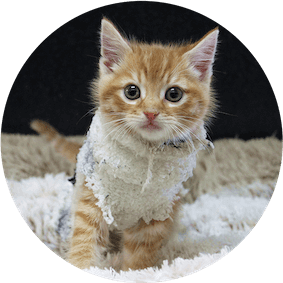 Puppy and Kitten Health Checks