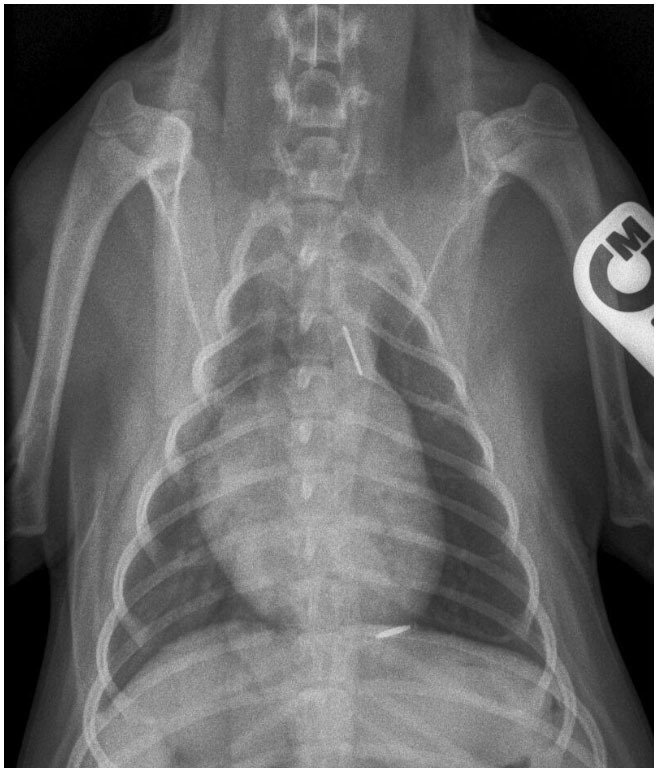 Victor Central Vet Clinic Gallery Image