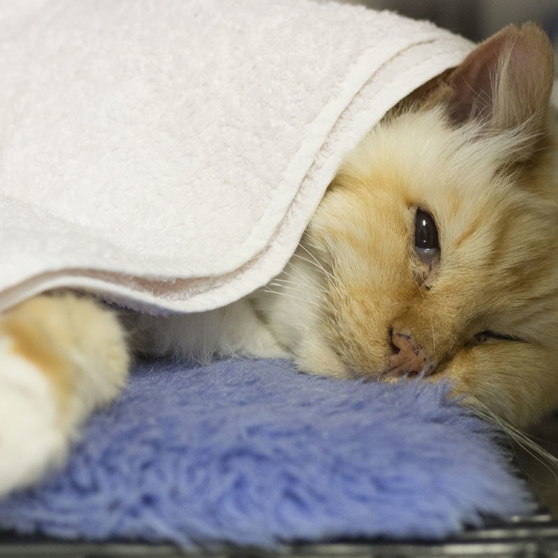 Victor Central Vet Clinic Gallery Image