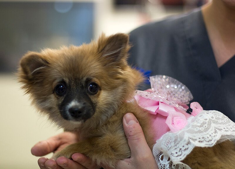 Victor Central Vet Clinic Gallery Image