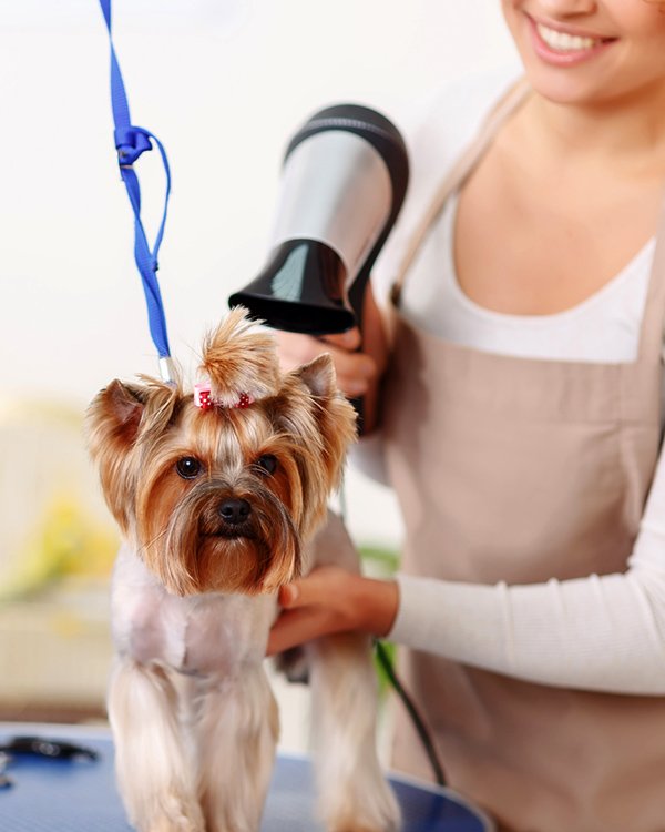 Pet Shop For All Your Needs South Orange, NJ Animal Kingdom