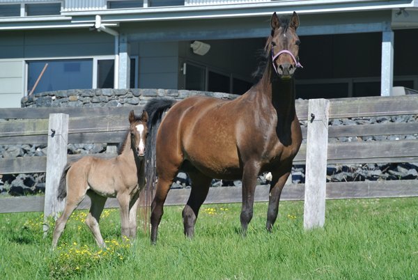 brown horse with foal