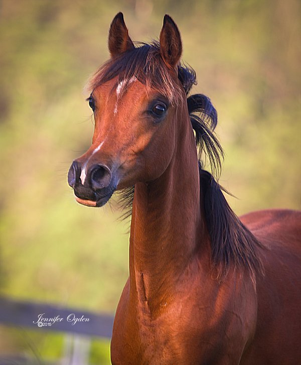 brown horse