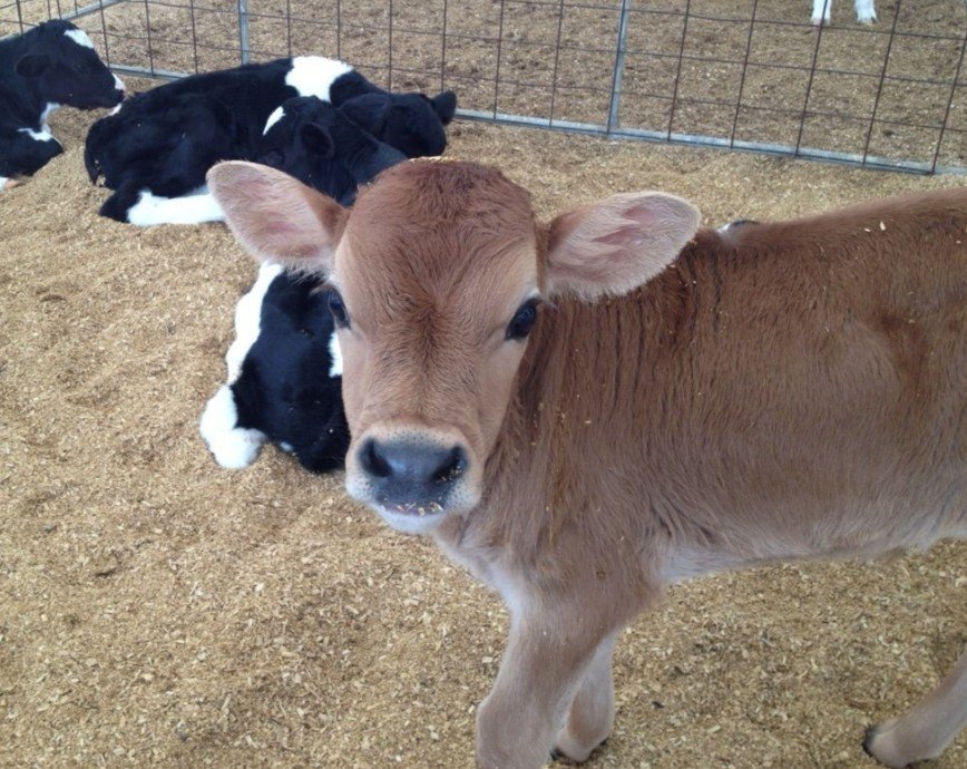 Product Sheets Hills Farm Supplies