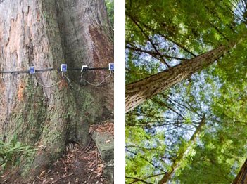 Picus Sonic Tomographs in Sydney | Australian Tree Consultants Pty Ltd