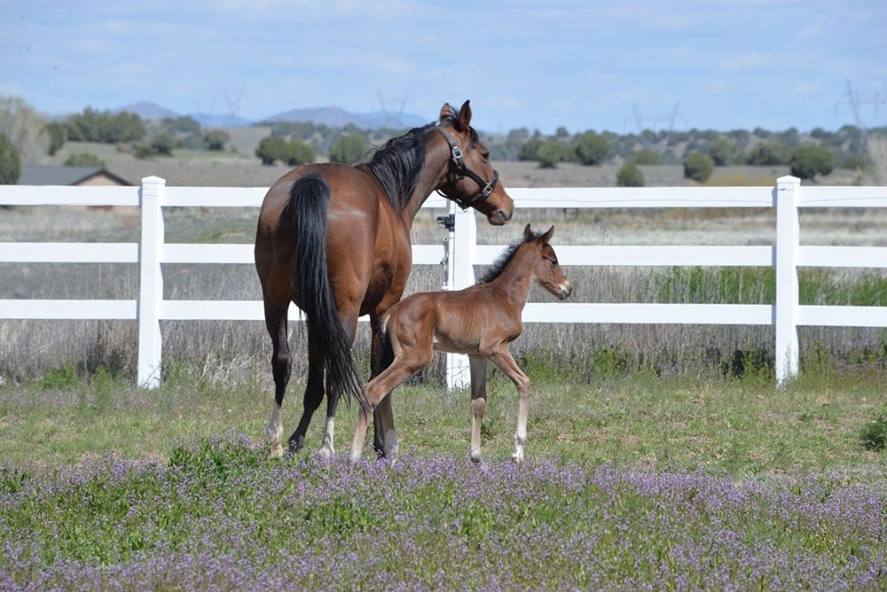 View Photos Chino Valley, AZ Los Caballos Veterinary Service