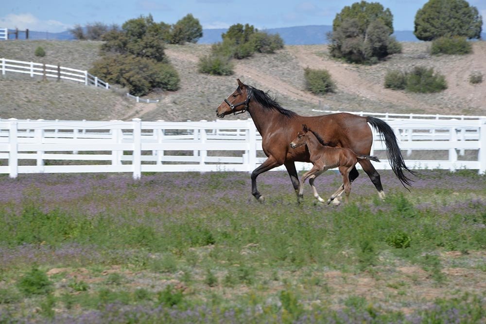 View Photos Chino Valley, AZ Los Caballos Veterinary Service