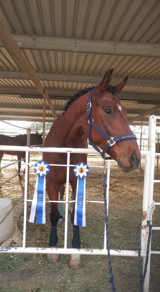 View Photos Chino Valley, AZ Los Caballos Veterinary Service