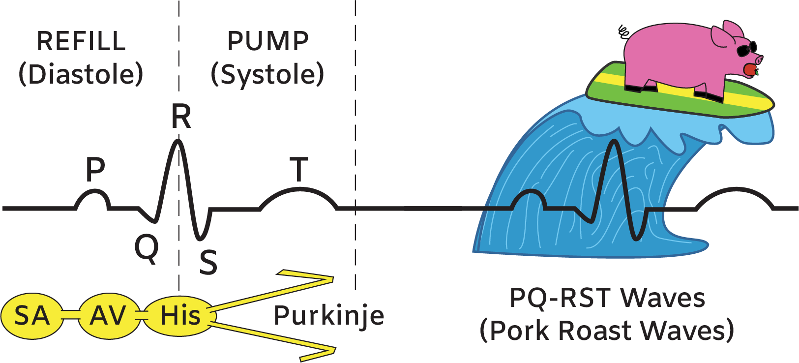Heart Electrical System ECG and Sequence of Electrical Conduction