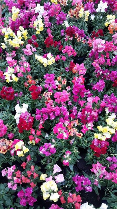 Muebles para jardín en Bahía Blanca