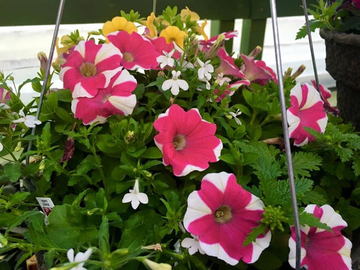 7 Sisters Greenhouse and Wedding Venue