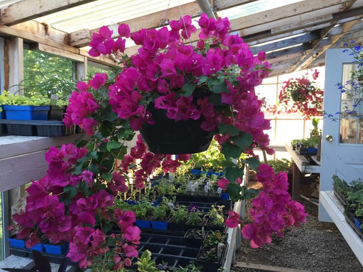 7 Sisters Greenhouse and Wedding Venue