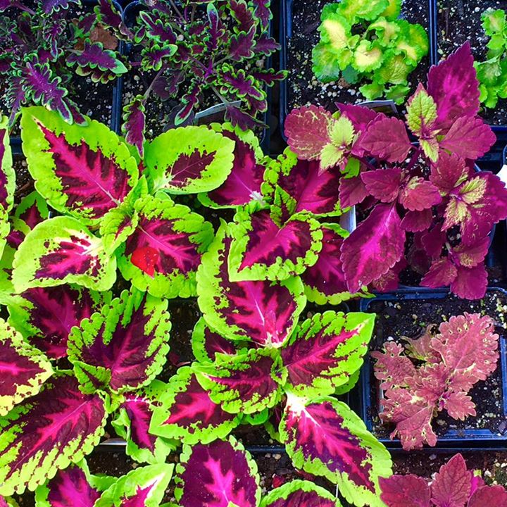 7 Sisters Greenhouse and Wedding Venue