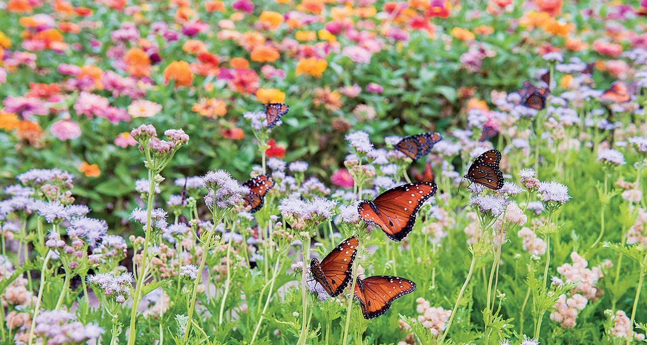 What are the Best Plants for Butterflies?