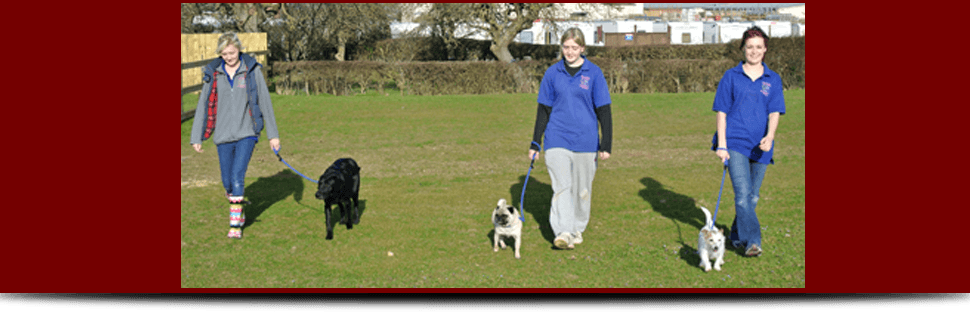 Bj Dog Kennels Gloucester Bj Dog Kennels Gloucester