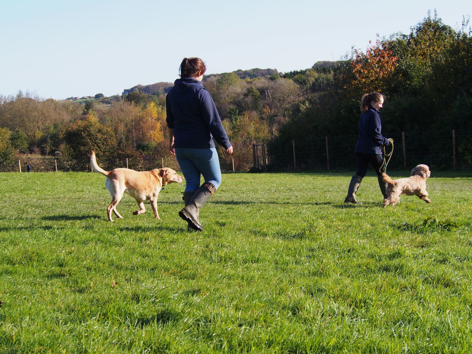 Gallery, Kennels & Cattery Leeds North Rigton Boarding Kennels