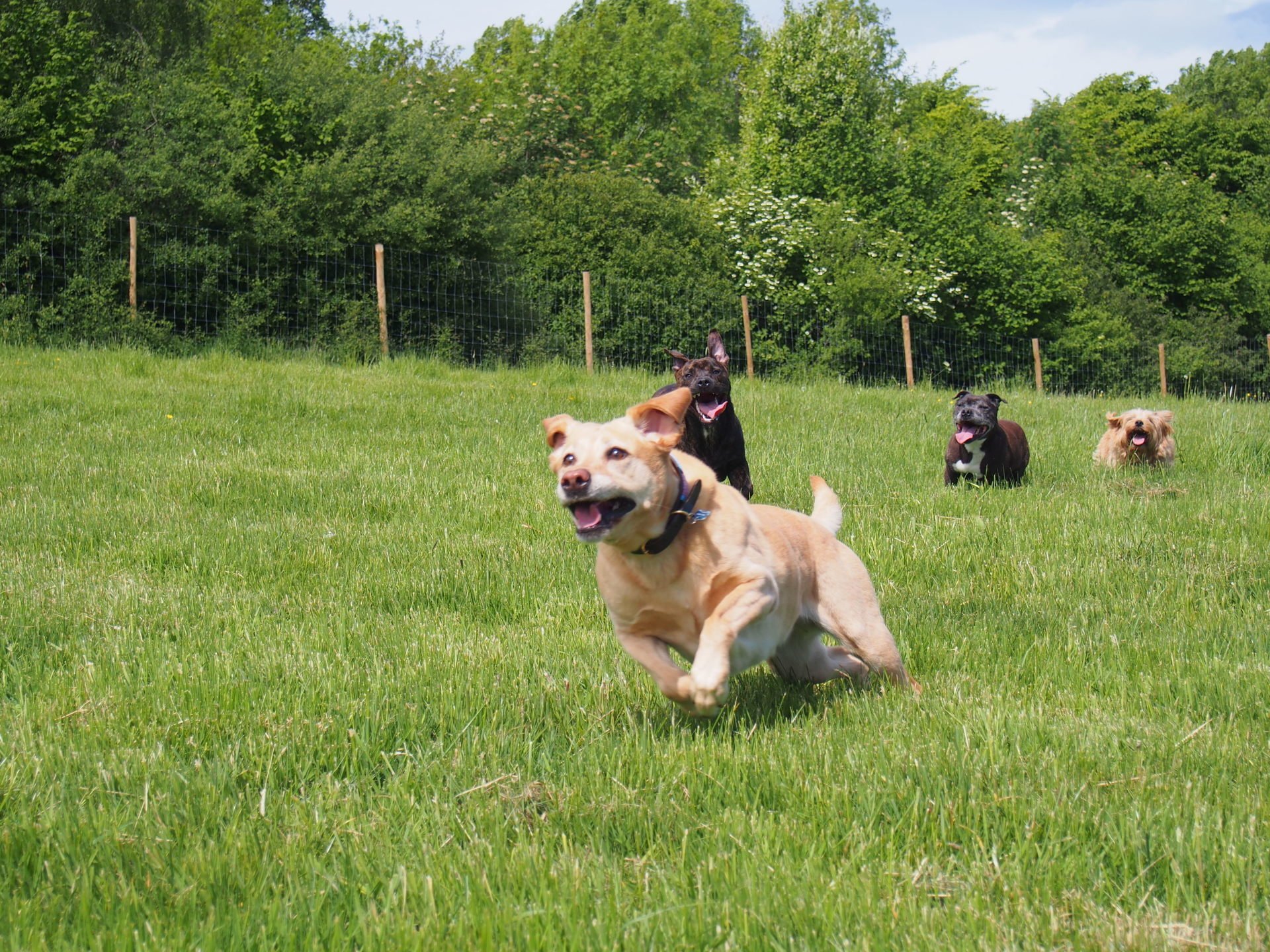 Gallery, Kennels & Cattery Leeds North Rigton Boarding Kennels