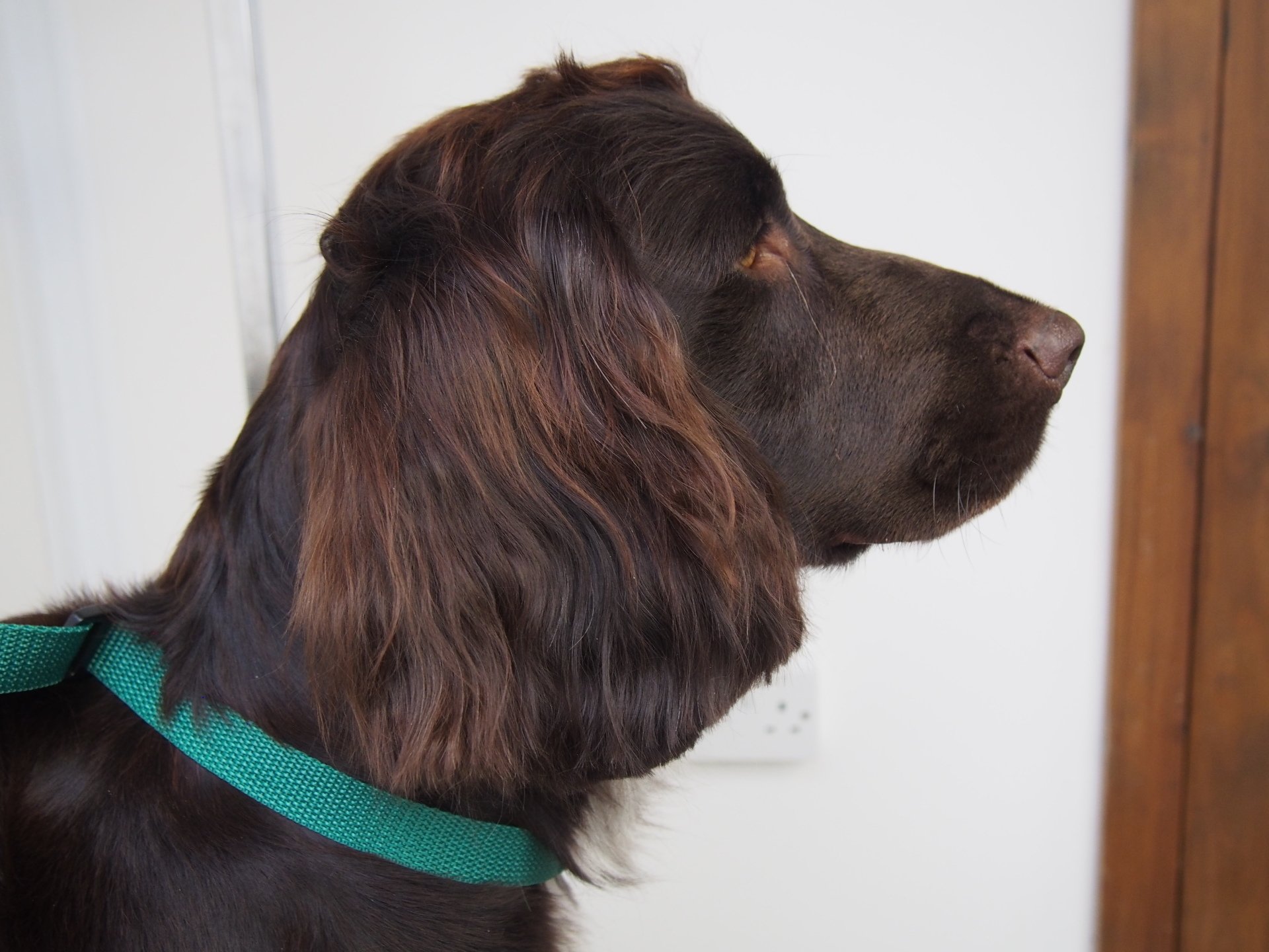 Dog Grooming & Boarding, Leeds North Rigton Boarding Kennels