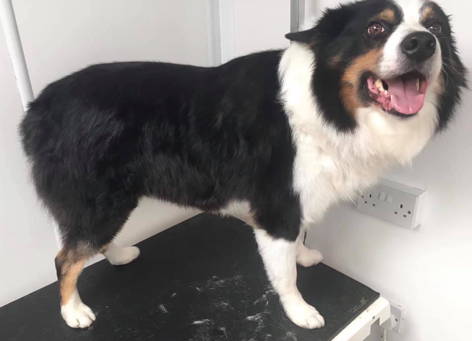 Dog Grooming & Boarding, Leeds North Rigton Boarding Kennels