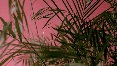 welke stappen zitten er in het aankoopproces van een woning