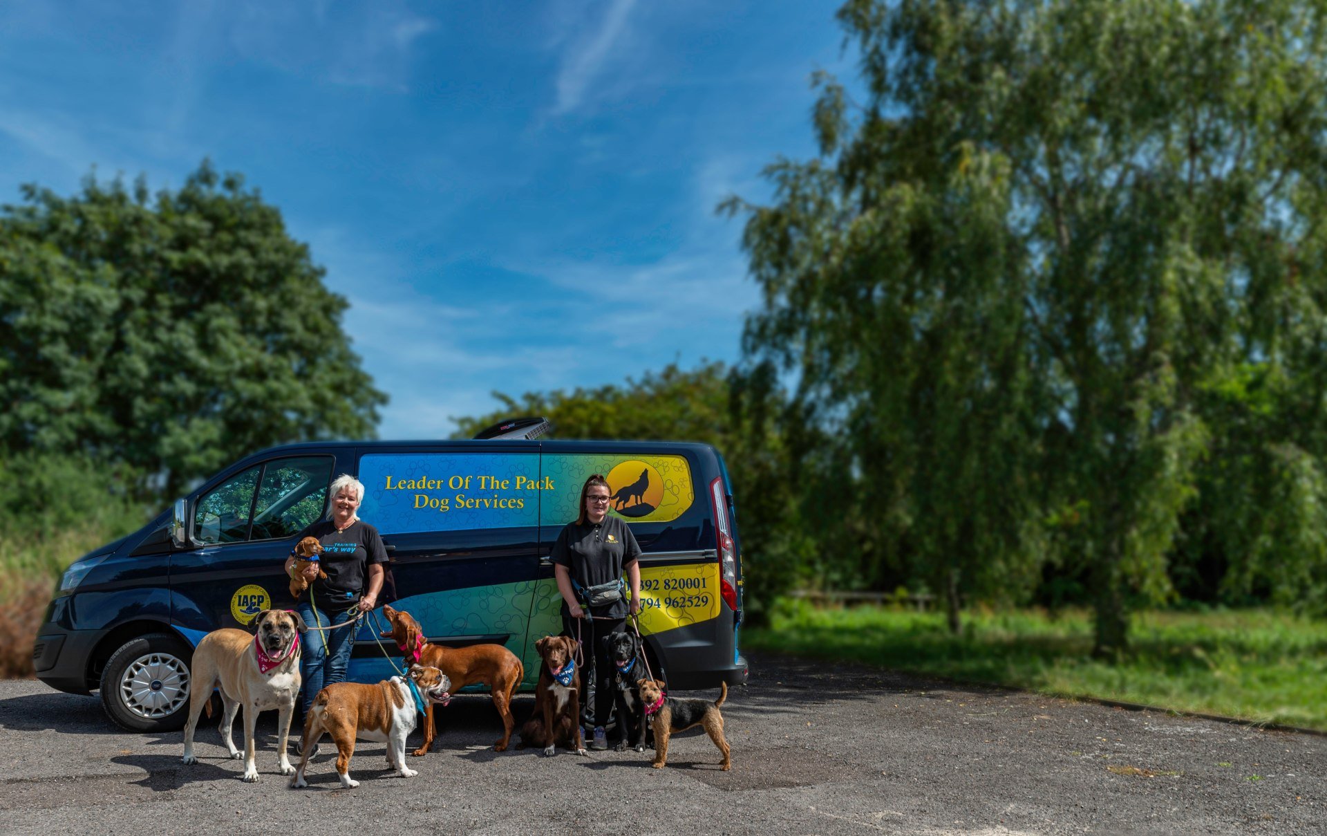 Dog behaviourist Portsmouth Leader of the Pack Dog Services