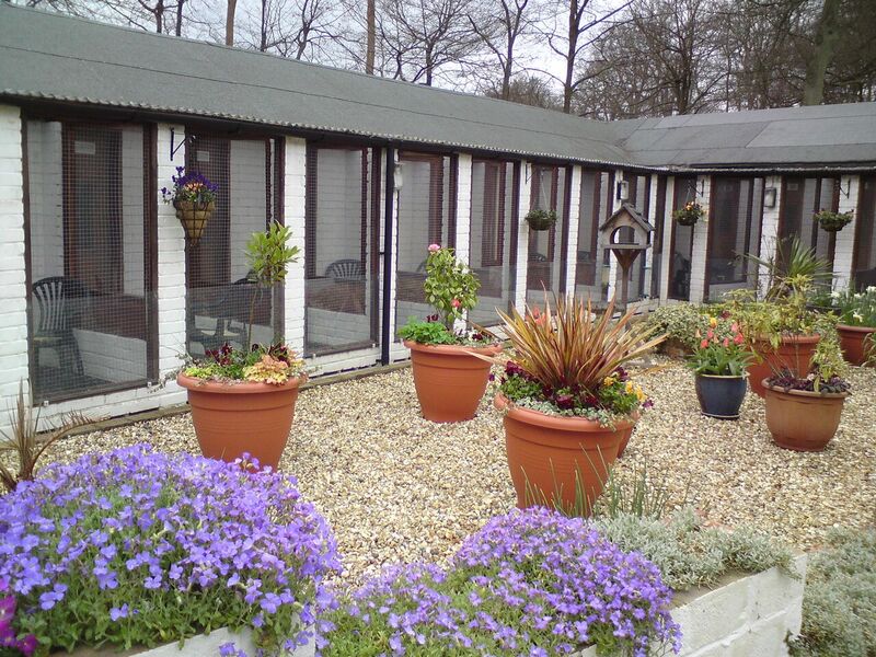 Cattery Cats Cradle Boarding Cattery