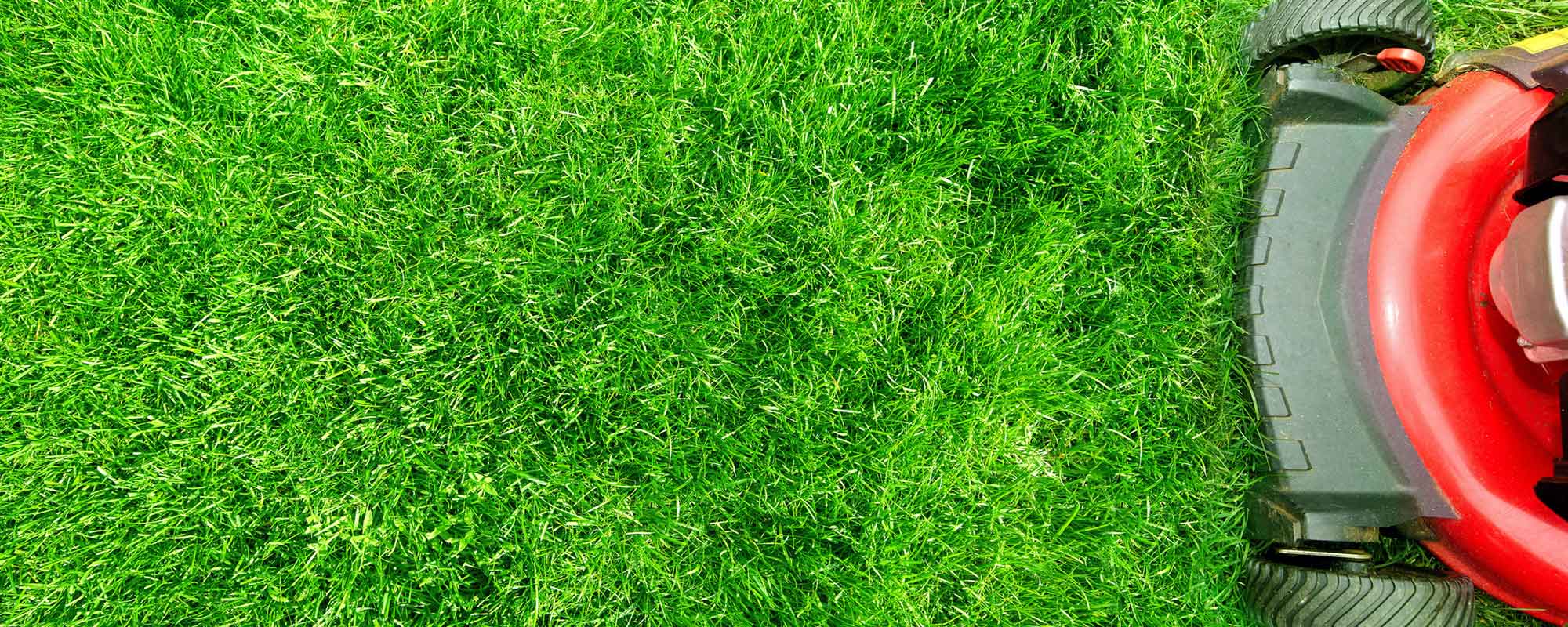 Grass view