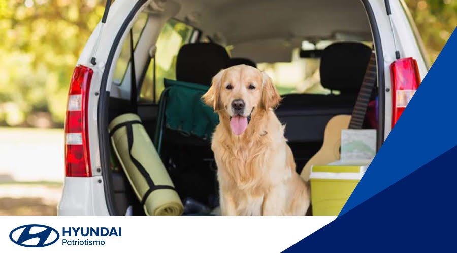 hyundai_patriotismo_viaje_con_mi_mascota_auto