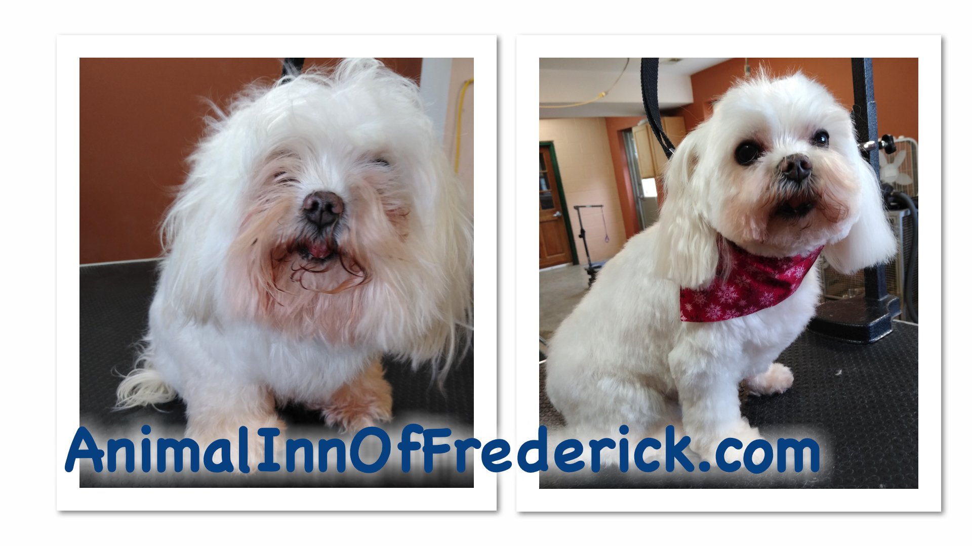 Animal Inn of Frederick