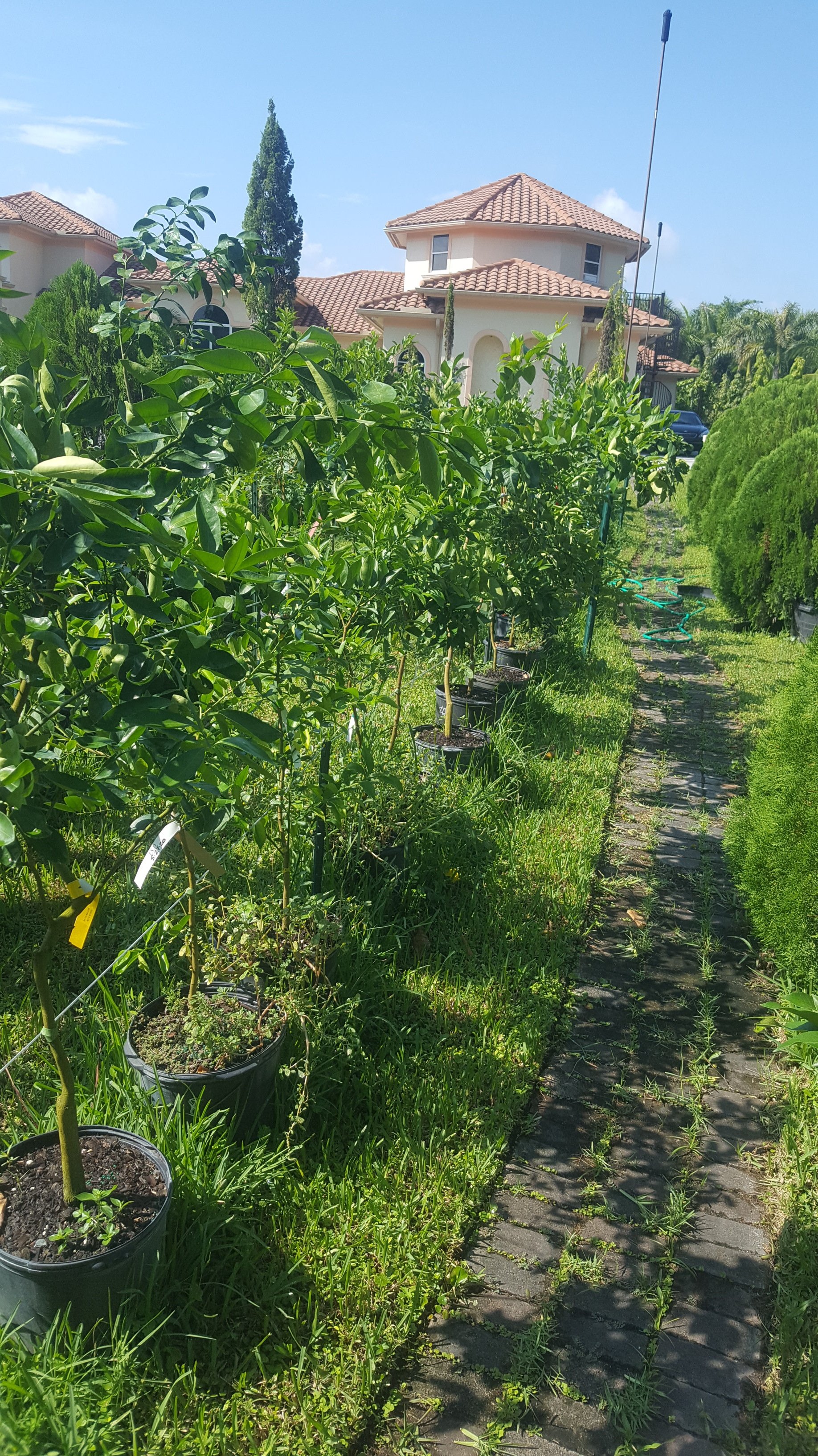 Citrus Trees Wellington, FL 5615421442