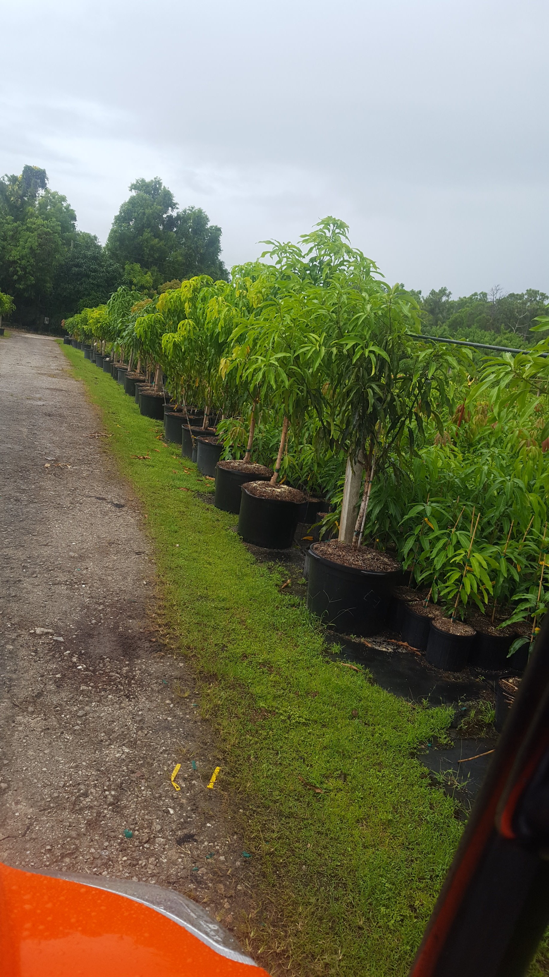 Fruit Trees Wellington, FL 5615421442