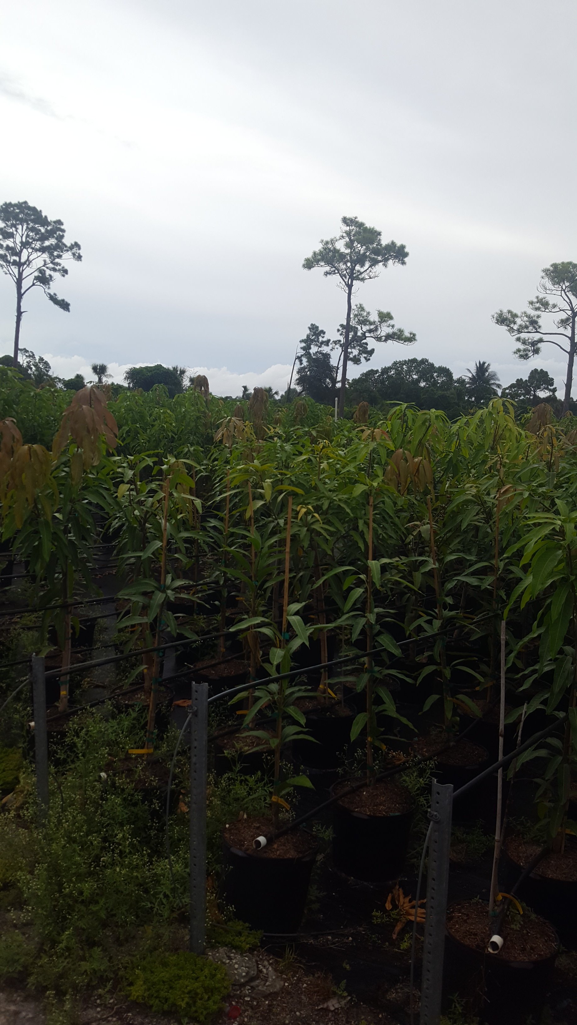 Fruit Trees Wellington, FL 5615421442