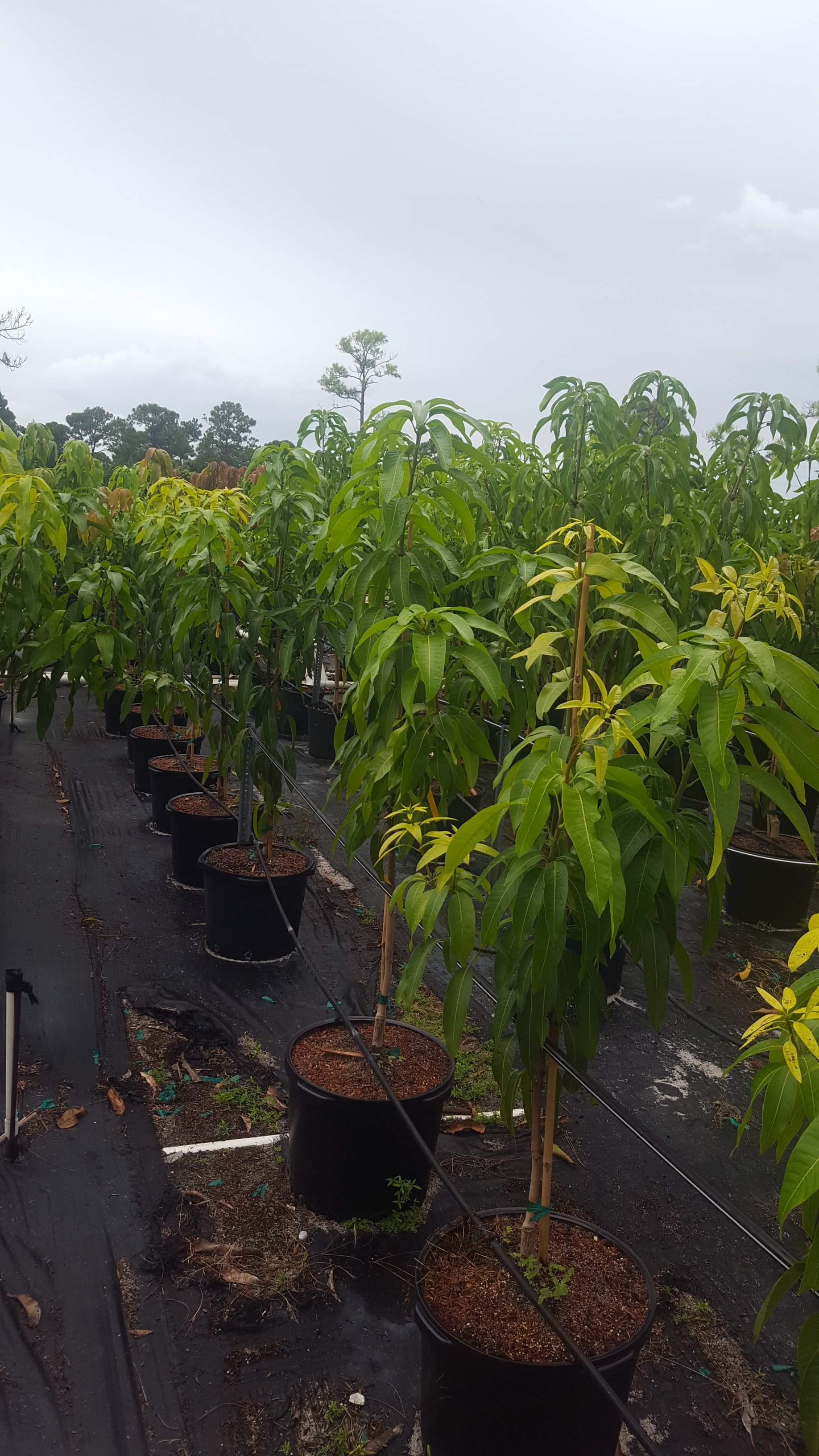 Fruit Trees Wellington, FL 5615421442