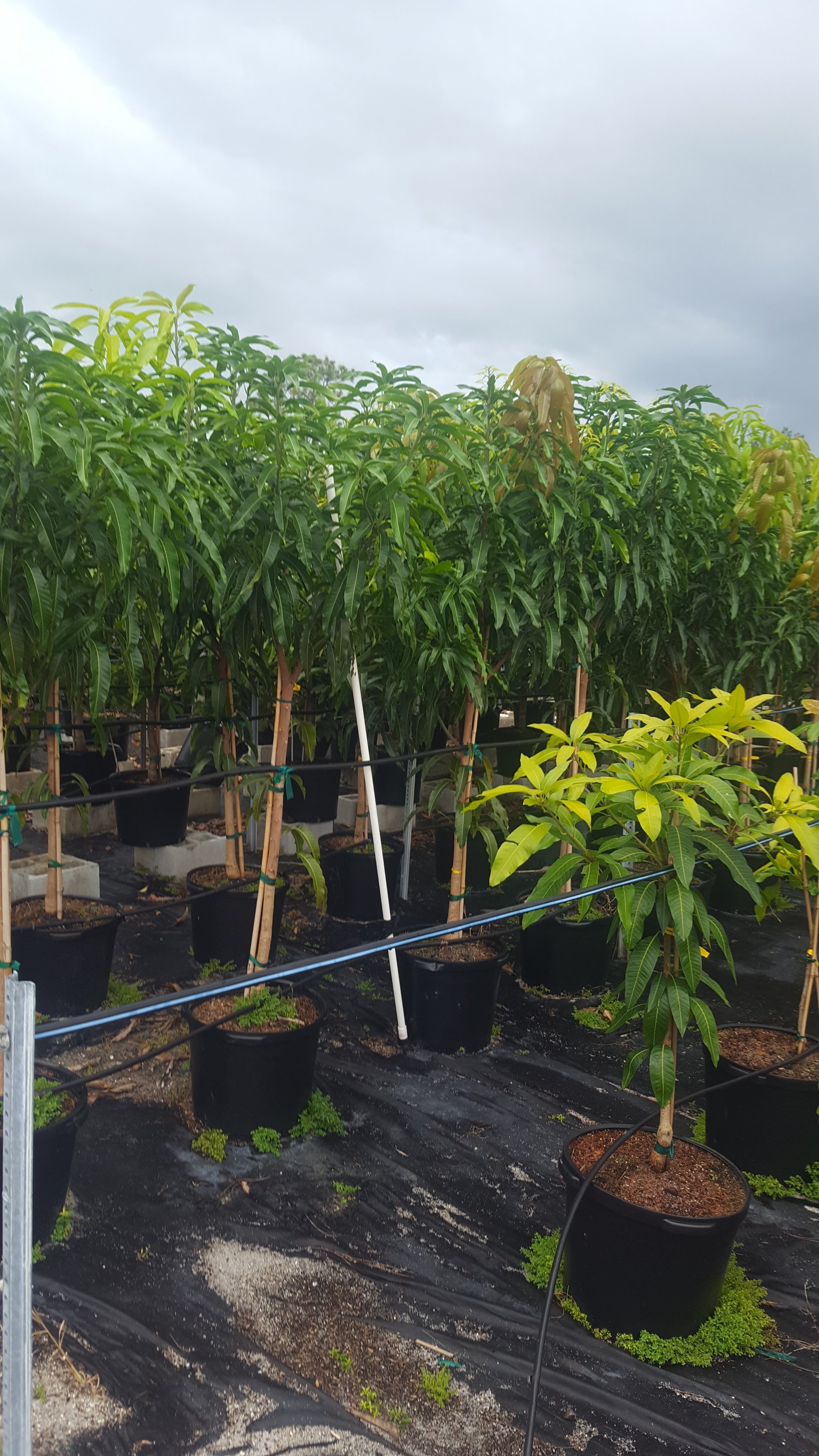 Fruit Trees Wellington, FL 5615421442