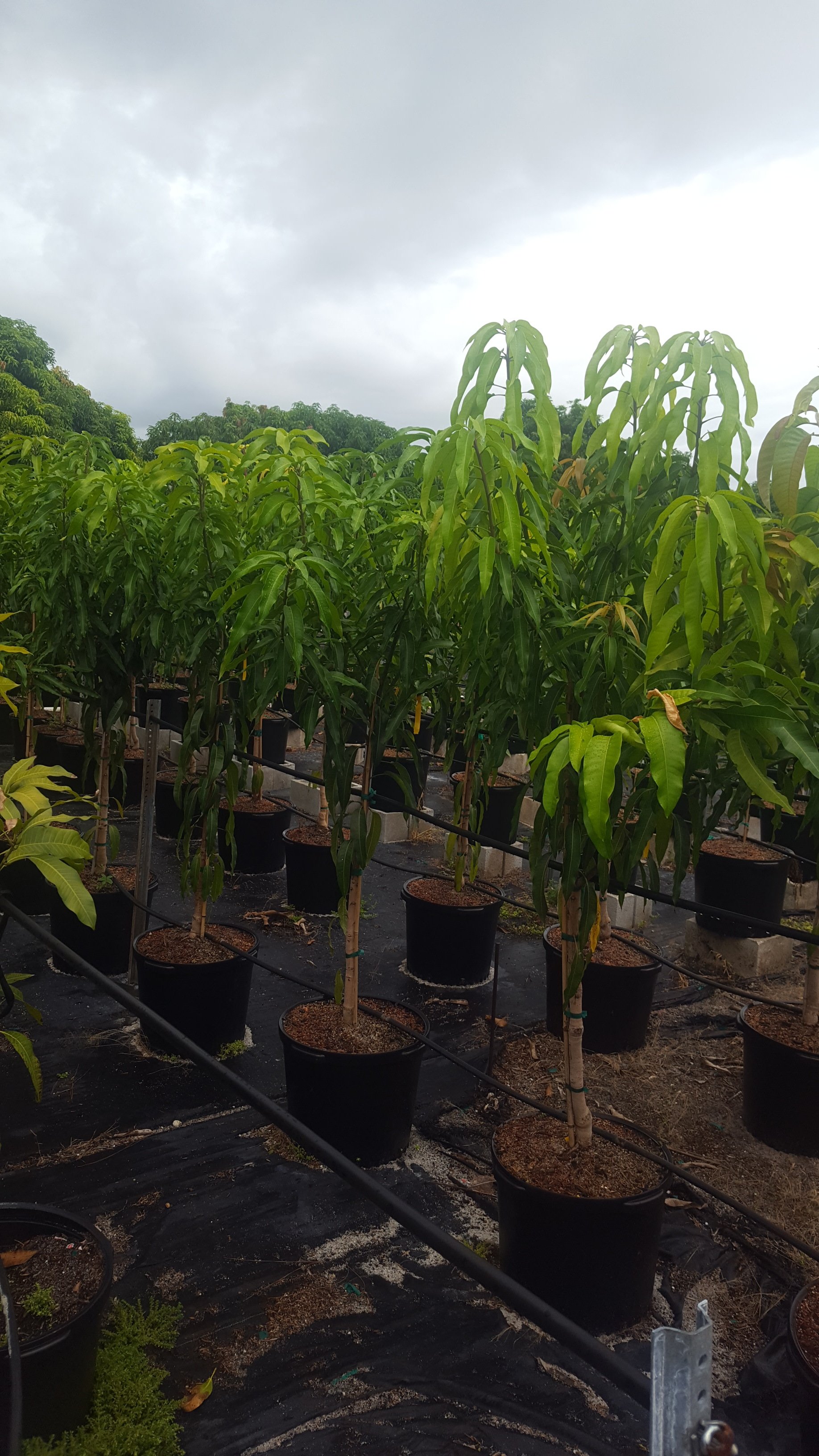 Fruit Trees Wellington, FL 5615421442