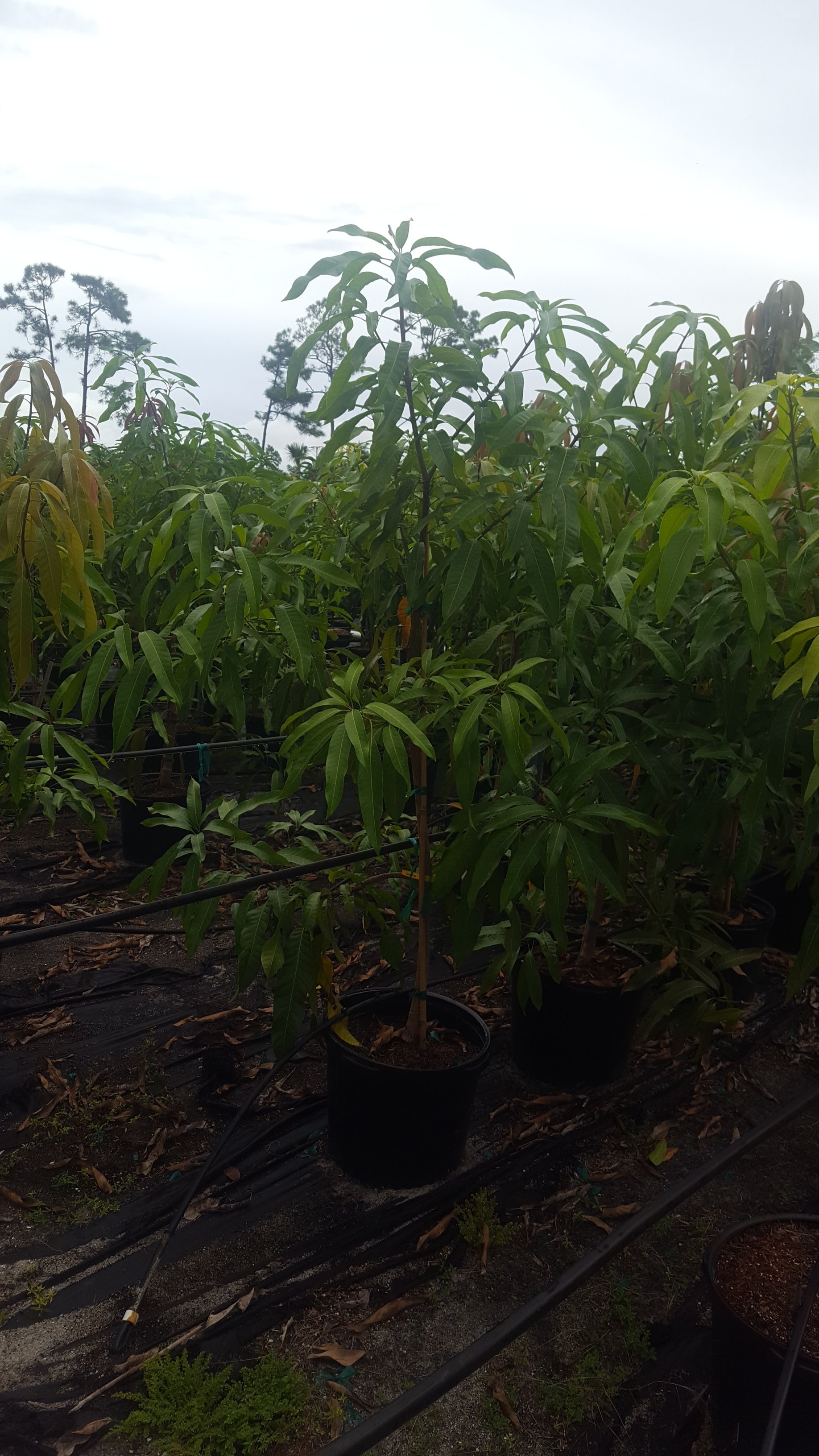 Fruit Trees Wellington, FL 5615421442