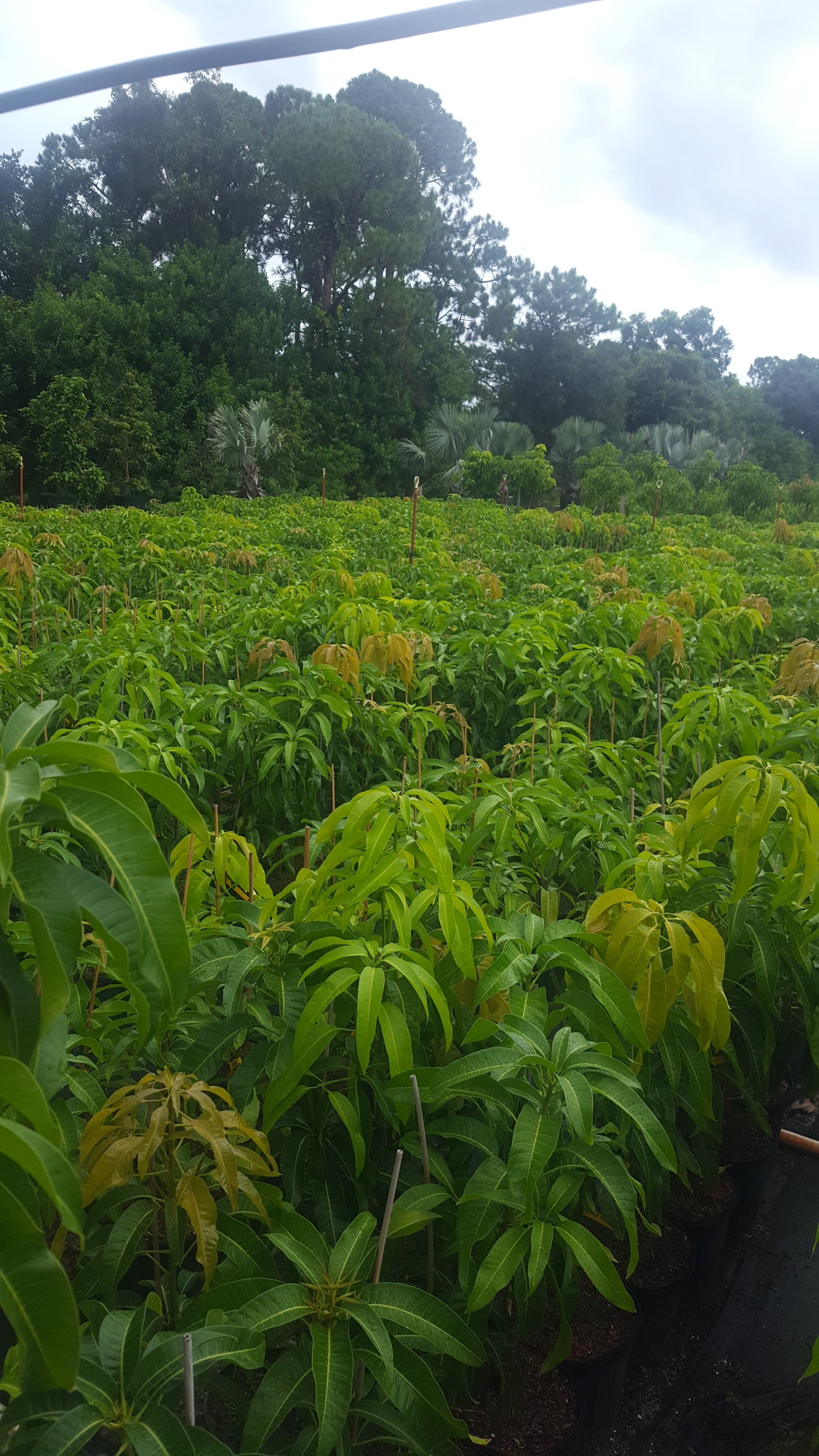 Fruit Trees Wellington, FL 5615421442