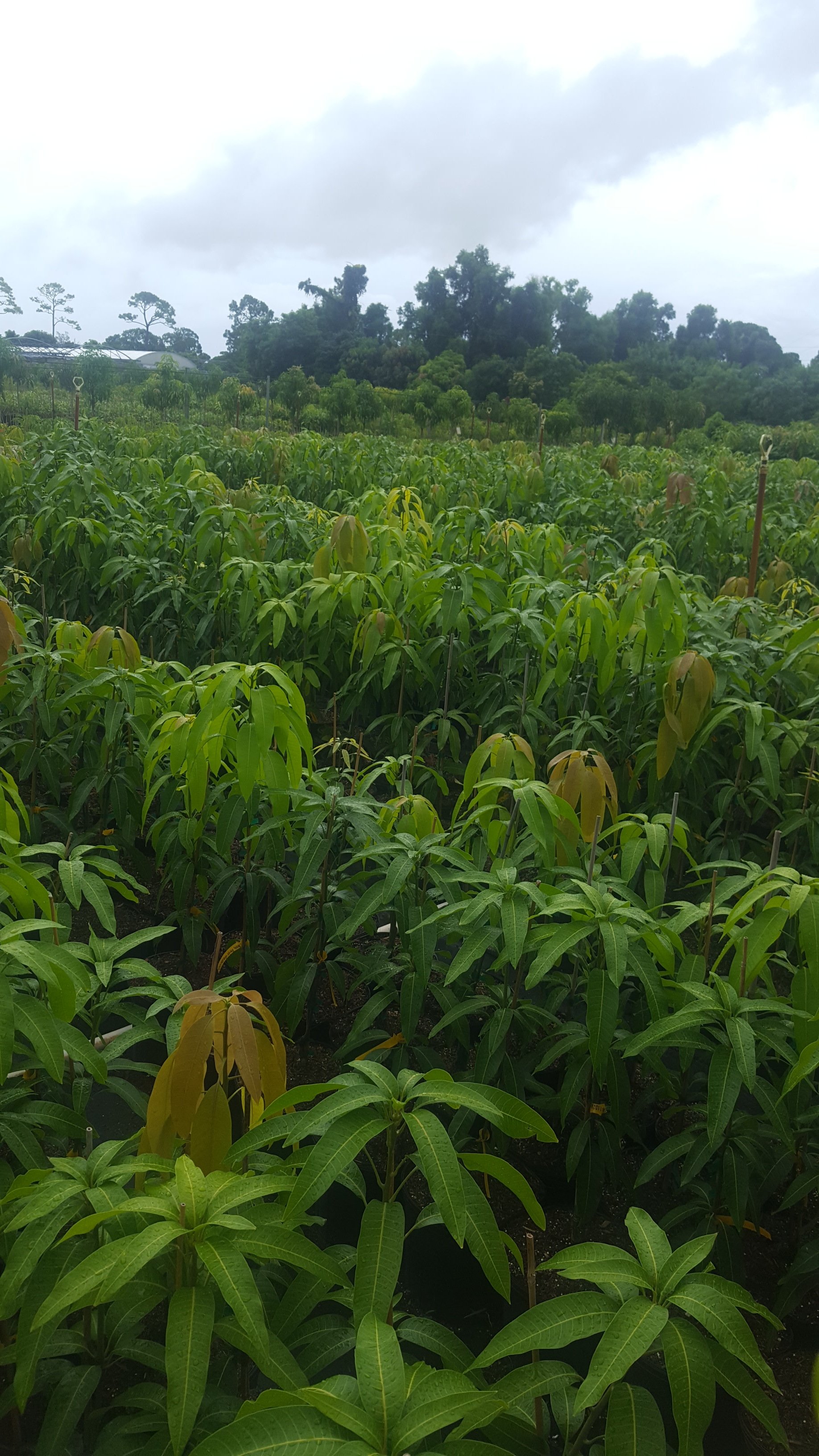 Fruit Trees Wellington, FL 5615421442