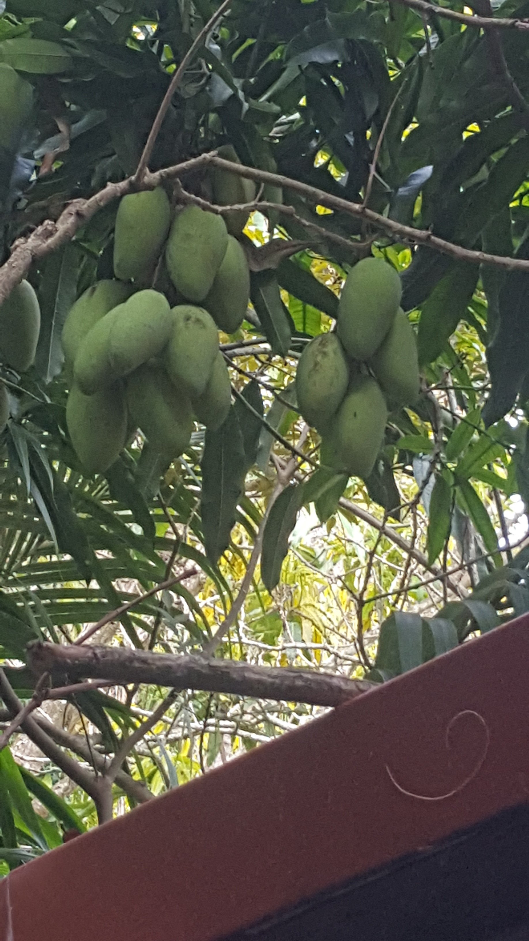 Mango Trees Wellington, FL 5615421442