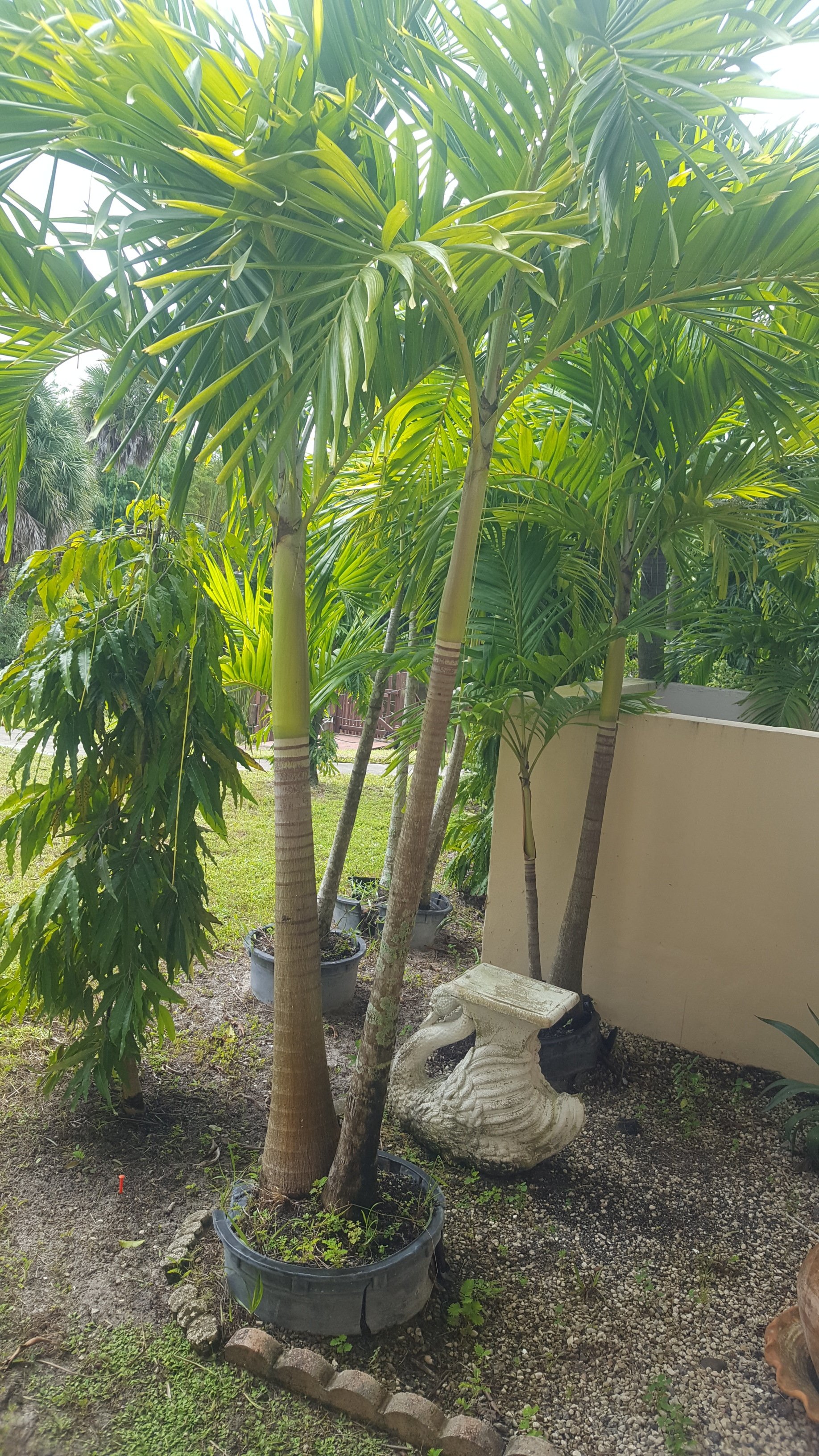 Palm Trees Wellington, FL 5615421442