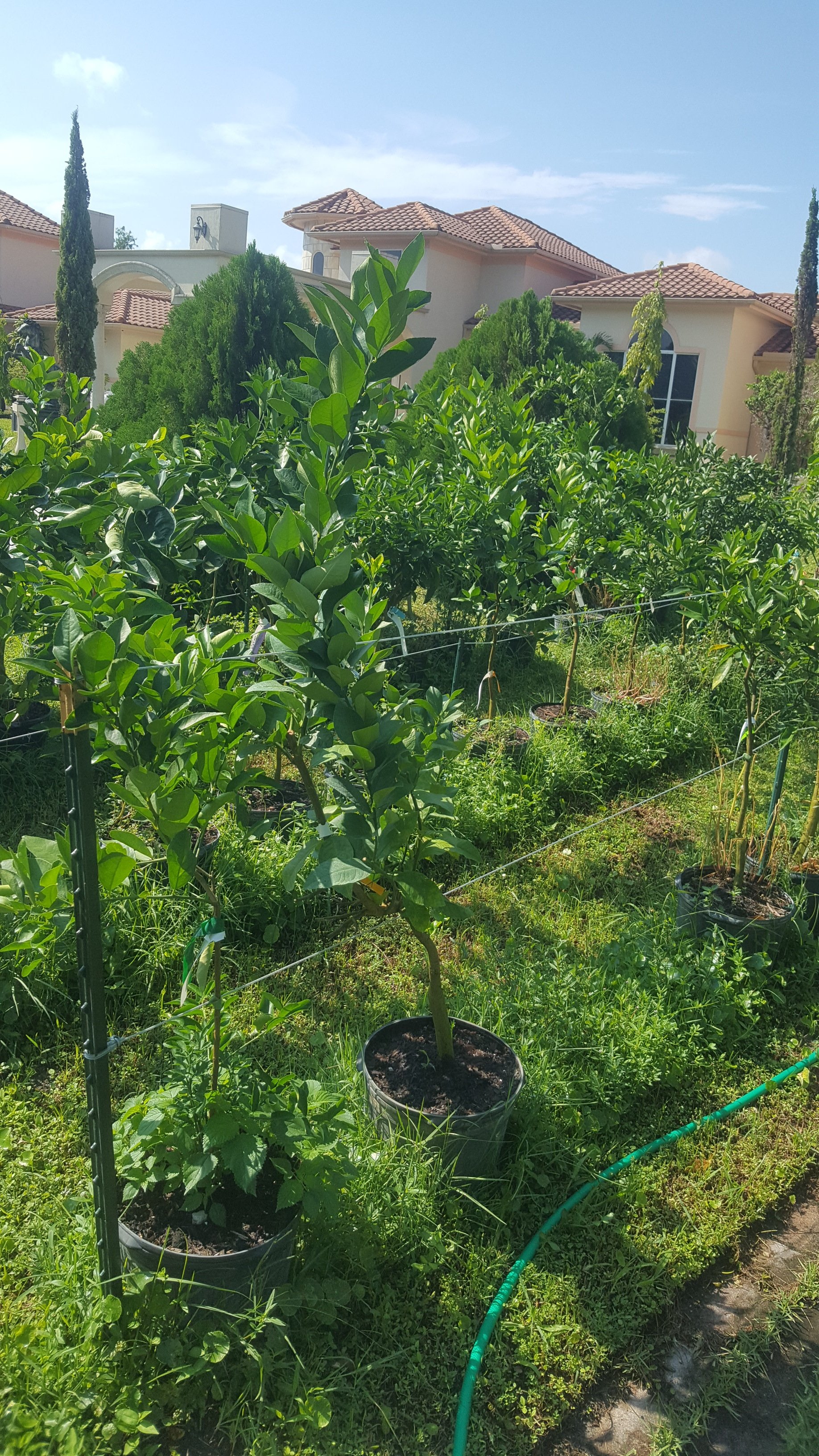 Citrus Trees Wellington, FL 5615421442