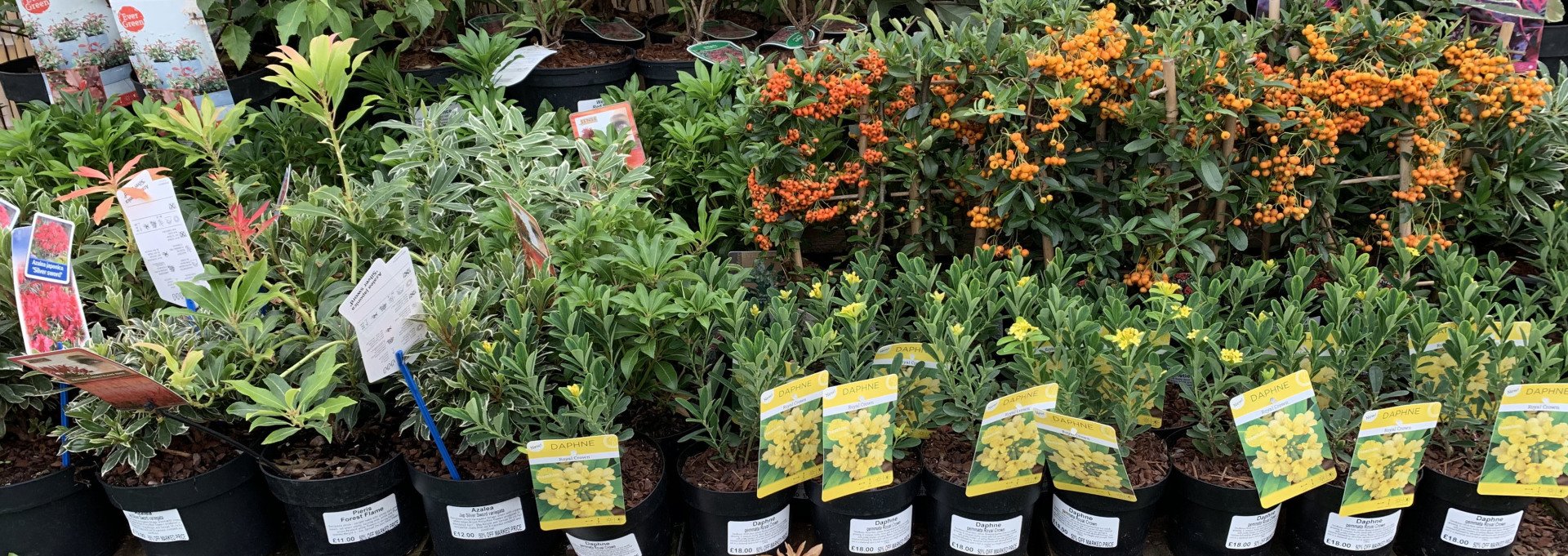 Outdoor Plants