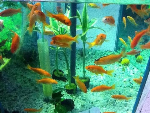 Pesci dacqua fredda castiglione olona acquari e colori Pesci e acquario a letto