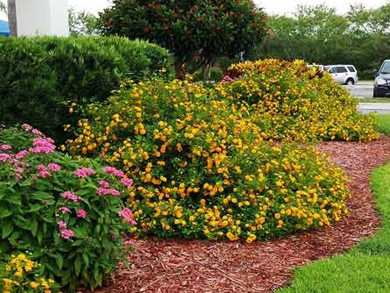 Landscaper Fort Myers, FL Island Coast Lawn & Landscaping, Inc.