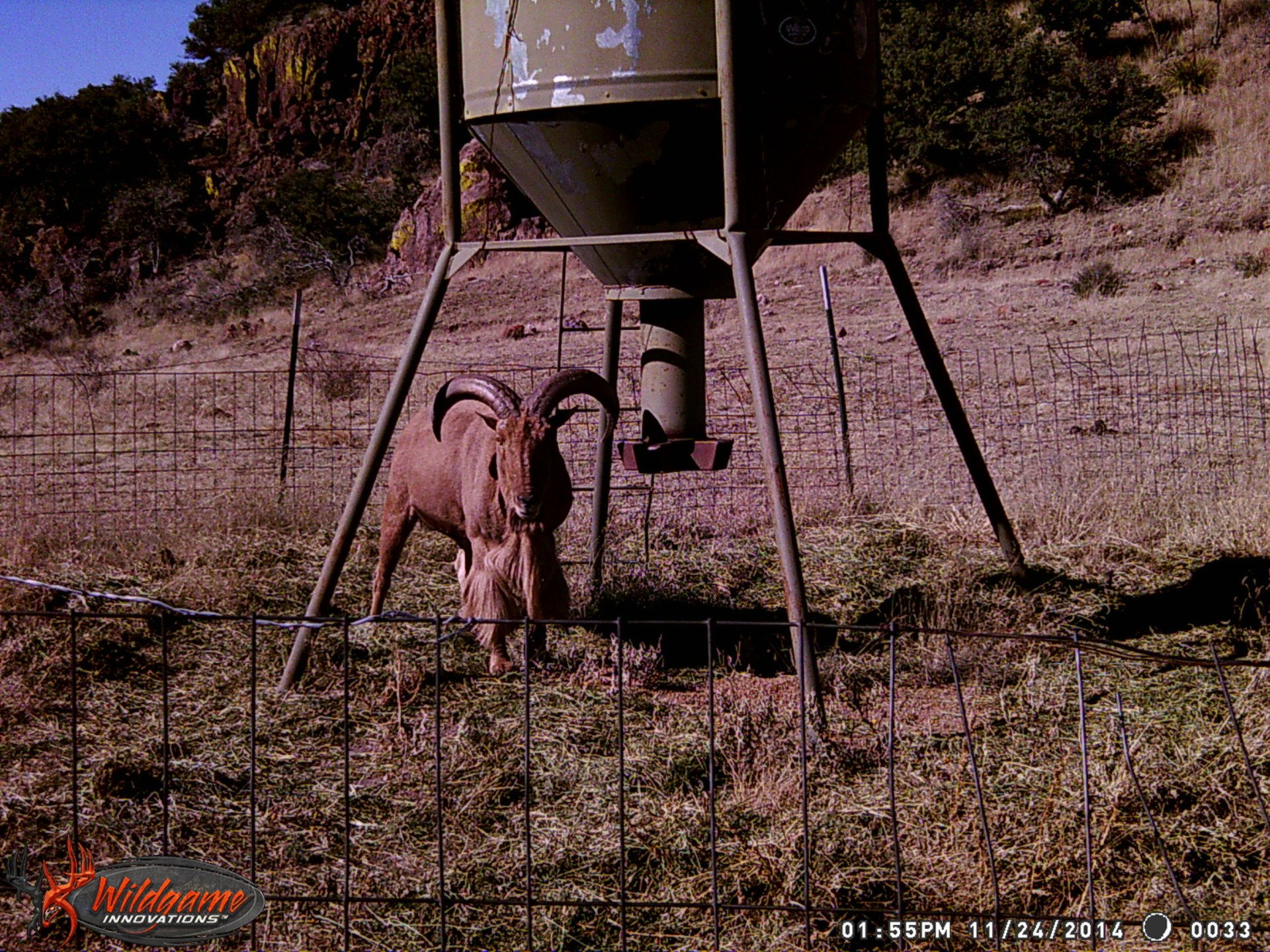 V Land Exotic Hunts